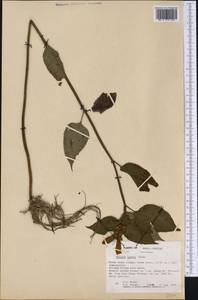 Chelone lyonii Pursh, Америка (AMER) (США)