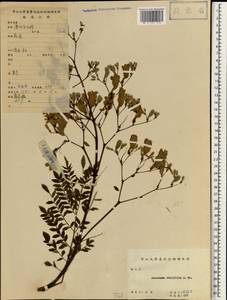 Jacaranda mimosifolia D. Don, Зарубежная Азия (ASIA) (КНР)