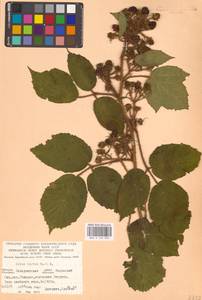 Ежевика щетинистая Waldst. & Kit., Восточная Европа, Западно-Украинский район (E13) (Украина)