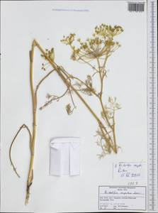 Ridolfia segetum (L.) Moris, Западная Европа (EUR) (Италия)