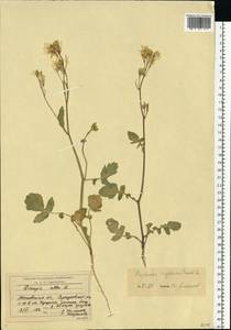 Редька дикая, Редька полевая L., Восточная Европа, Московская область и Москва (E4a) (Россия)