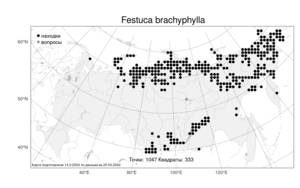 Festuca brachyphylla, Овсяница коротколистная Schult. & Schult.f., Атлас флоры России (FLORUS) (Россия)