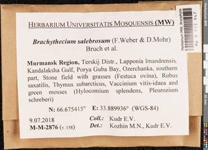 Brachythecium salebrosum (Hoffm. ex F. Weber & D. Mohr) Schimp., Гербарий мохообразных, Мхи - Карелия, Ленинградская и Мурманская области (B4) (Россия)