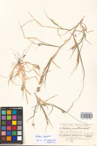 Cenchrus longispinus (Hack.) Fernald, Восточная Европа, Нижневолжский район (E9) (Россия)