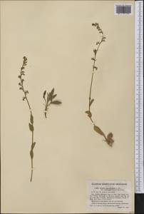 Lobelia appendiculata A.DC., Америка (AMER) (США)