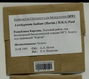 Warnstorfia badia (Hartm.) W.R. Buck & Goffinet, Гербарий мохообразных, Мхи - Карелия, Ленинградская и Мурманская области (B4) (Россия)