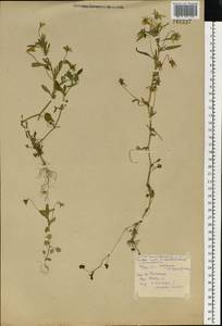 Фиалка трехцветная, Анютины глазки L., Восточная Европа, Белоруссия (E3a) (Белоруссия)