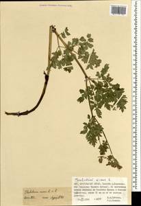 Bасилисник малый L., Монголия (MONG) (Монголия)