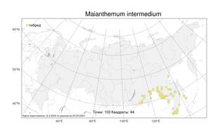 Maianthemum intermedium, Майник средний Vorosch., Атлас флоры России (FLORUS) (Россия)