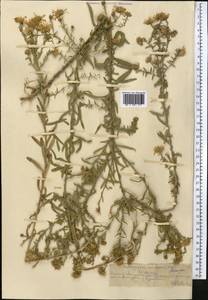 Heteropappus altaicus var. canescens (Nees) Serg., Средняя Азия и Казахстан, Северный и Центральный Тянь-Шань (M4) (Казахстан)