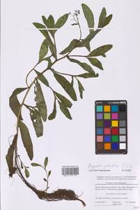 Незабудка скорпионовидная L., Восточная Европа, Московская область и Москва (E4a) (Россия)