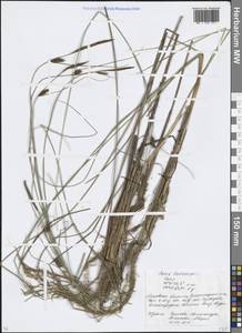 Осока волосистоплодная Ehrh., Восточная Европа, Московская область и Москва (E4a) (Россия)