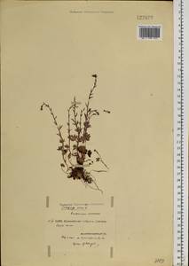 Камнеломка наклоненная, Камнеломка поникающая L., Сибирь, Центральная Сибирь (S3) (Россия)