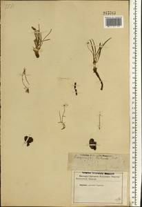Gelasia tuberosa (Pall.) Zaika, Sukhor. & N. Kilian, Восточная Европа, Нижневолжский район (E9) (Россия)