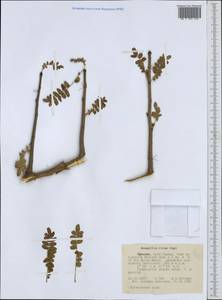 Boswellia rivae Engl., Африка (AFR) (Эфиопия)