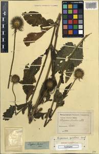 Ворсянка щетинистая Willd., Кавказ (без точных местонахождений) (K0) (Неизвестно)