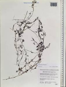 Ranunculus subrigidus W. B. Drew, Сибирь, Прибайкалье и Забайкалье (S4) (Россия)