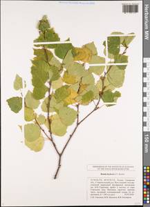 Betula pubescens subsp. pubescens, Восточная Европа, Средневолжский район (E8) (Россия)