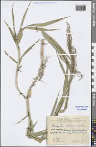 Phragmites australis subsp. australis, Зарубежная Азия (ASIA) (КНР)