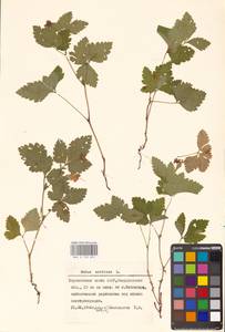 Малина арктическая, Княженика, Поленика L., Восточная Европа, Восточный район (E10) (Россия)