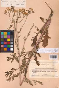 Якобея ферганская (Schischk.) B. Nord., Восточная Европа, Нижневолжский район (E9) (Россия)