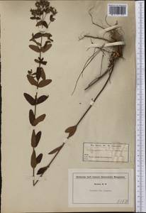 Hypericum punctatum Lam., Америка (AMER) (США)