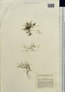 Наяда гибкая (Willd.) Rostk. & W.L.E.Schmidt, Восточная Европа, Северо-Западный район (E2) (Россия)