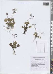 Камнеломка даурская (Willd.) Small, Сибирь, Прибайкалье и Забайкалье (S4) (Россия)