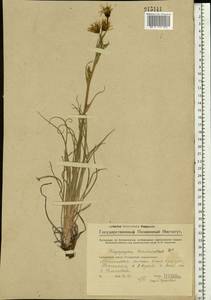 Козлобородник коротконосый DC., Восточная Европа, Средневолжский район (E8) (Россия)
