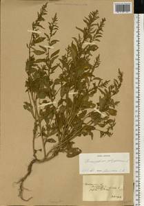 Lipandra polysperma (L.) S. Fuentes, Uotila & Borsch, Восточная Европа, Южно-Украинский район (E12) (Украина)