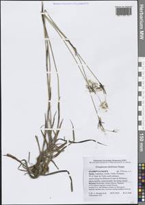 Пушица широколистная Hoppe, Западная Европа (EUR) (Испания)