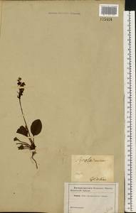 Грушанка малая L., Восточная Европа, Северо-Украинский район (E11) (Украина)