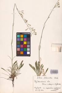 Смолевка зеленоцветковая (Willd.) Ehrh., Восточная Европа, Средневолжский район (E8) (Россия)