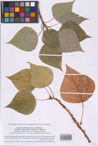 Populus deltoides × moscoviensis, Восточная Европа, Московская область и Москва (E4a) (Россия)