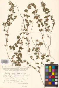 Куммеровия полосатая (Thunb.) Schindl., Сибирь, Дальний Восток (S6) (Россия)