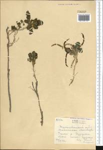 Brassicaceae, Средняя Азия и Казахстан, Памир и Памиро-Алай (M2) (Узбекистан)