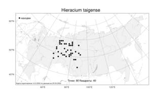Hieracium taigense, Яcтребинка таежная Schischk. & Serg., Атлас флоры России (FLORUS) (Россия)
