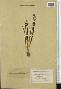 Brimeura amethystina (L.) Chouard, Западная Европа (EUR) (Франция)