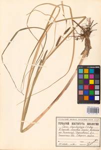 Carex utriculata Boott, Сибирь, Западная Сибирь (S1) (Россия)