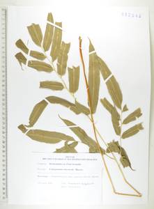 Кониограмма средняя Hieron., Сибирь, Дальний Восток (S6) (Россия)