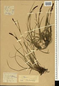 Carex flacca subsp. erythrostachys (Hoppe) Holub, Крым (KRYM) (Россия)