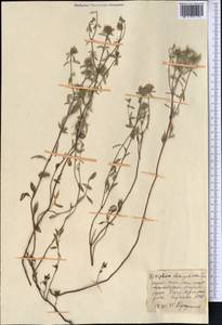 Зизифора пахучковидная Lam., Средняя Азия и Казахстан, Западный Тянь-Шань и Каратау (M3) (Киргизия)