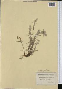 Logfia gallica (L.) Dumort., Западная Европа (EUR) (Италия)