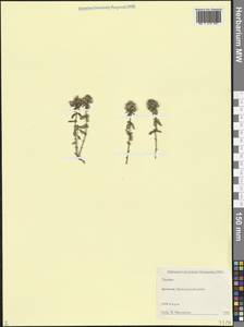 Чабрец, Кавказ, Дагестан (K2) (Россия)