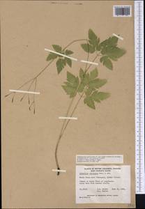 Osmorhiza berteroi DC., Америка (AMER) (Канада)