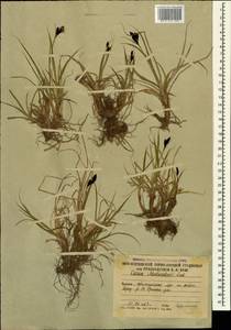 Carex aterrima subsp. medwedewii (Leskov) T.V.Egorova, Кавказ, Южная Осетия (K4b) (Южная Осетия)