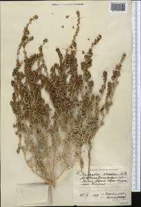 Pyankovia affinis (C. A. Mey. ex Schrenk) Mosyakin & Roalson, Средняя Азия и Казахстан, Прикаспийский Устюрт и Северное Приаралье (M8) (Казахстан)