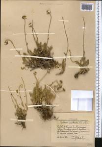 Richteria pyrethroides Kar. & Kir., Средняя Азия и Казахстан, Западный Тянь-Шань и Каратау (M3) (Узбекистан)