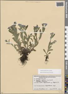 Незабудка лесная Ehrh. ex Hoffm., Восточная Европа, Литва (E2a) (Литва)