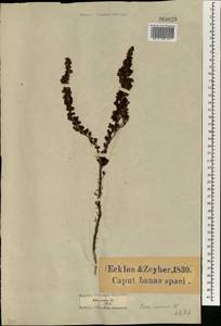 Erica parviflora var. inermis (Klotzsch) Bolus, Африка (AFR) (ЮАР)